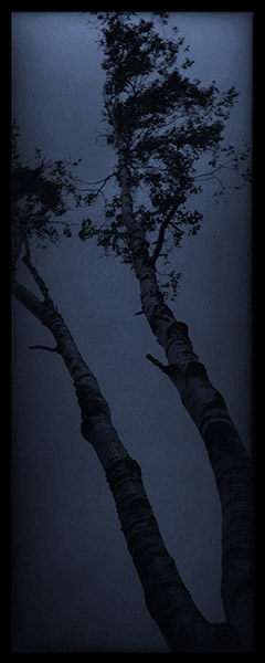 Blue Birch Trees